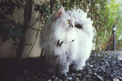 White cat sitting on tree