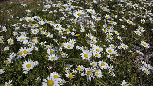 Close-up of white daisy flowers on field