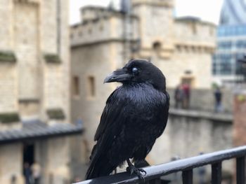 Close-up of bird perching on railing against buildings