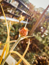 Close-up of insect on plant