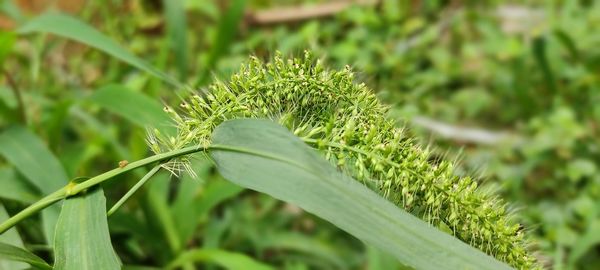 Close-up of fresh green plant