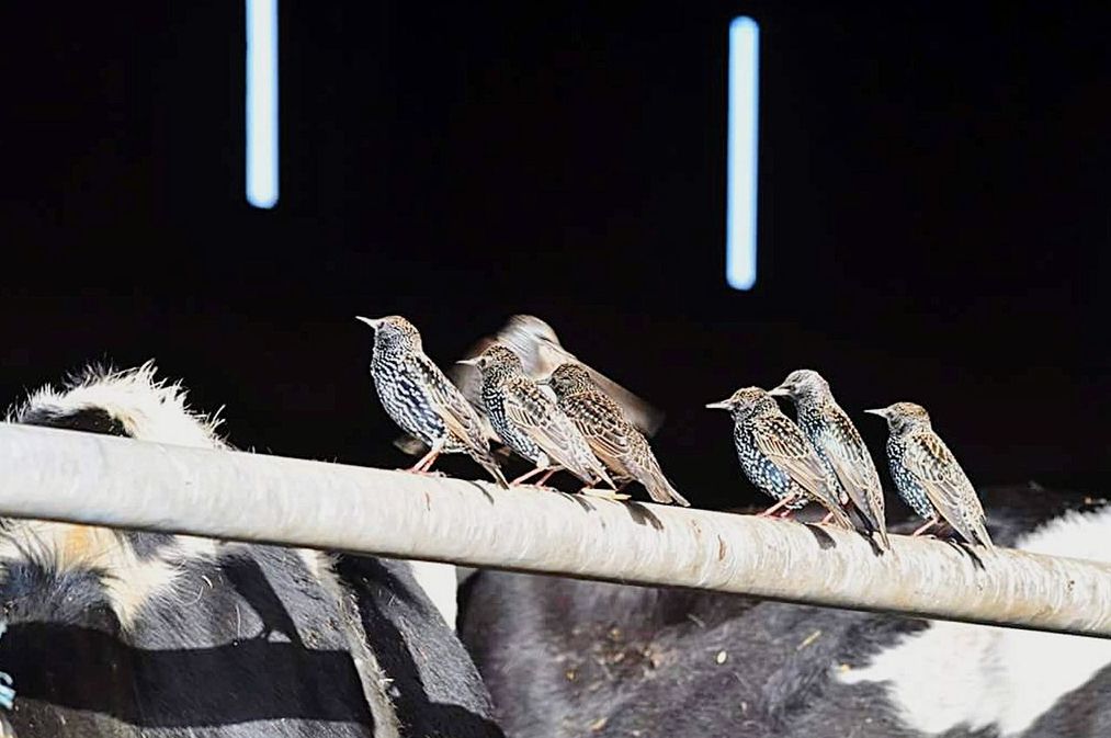 CLOSE-UP OF OWL PERCHING ON METAL