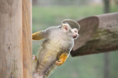 Close-up of monkey on wood