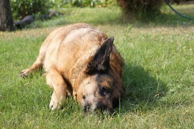 Dog relaxing on grass