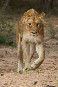 Close-up of lioness outdoors