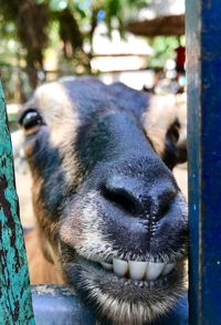 Close-up of a horse