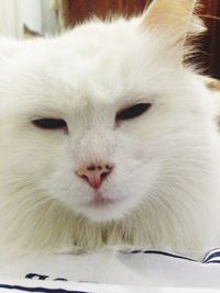 Close-up portrait of cat