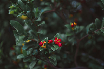 Close-up of red flowering plant