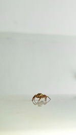 Close-up of insect on white background