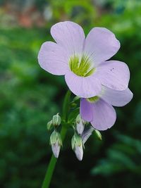 Close-up of flower blooming outdoors