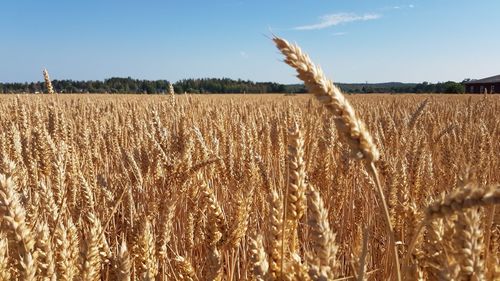 Scenic view of wheat field against sky