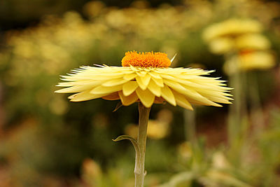 Close-up of yellow flowering plant