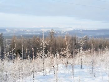 Plants on field against sky during winter