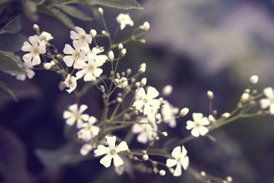 Close-up of white flowering plant