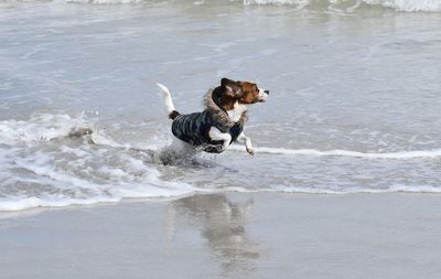 Dogs running on beach