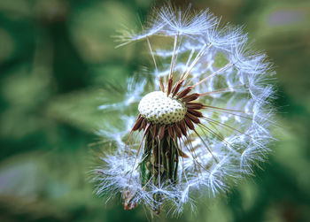 Close-up of wilted dandelion on plant