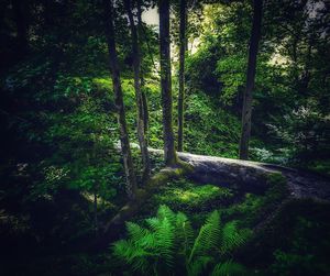 Trees in forest