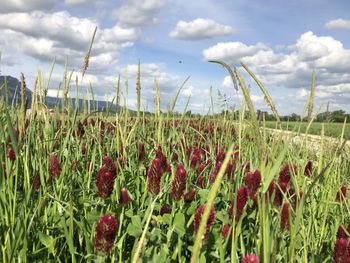 Plants growing on field against sky