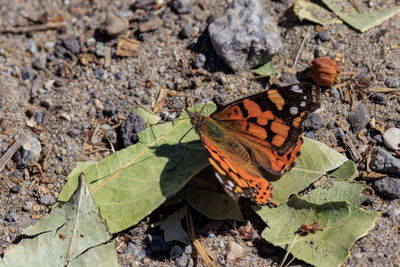 Butterfly on leaf