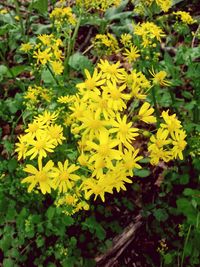 Close-up of yellow flowers