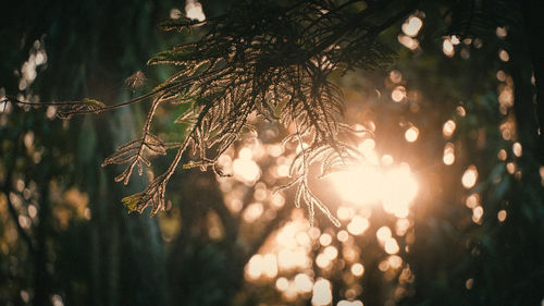 Low angle view of tree in forest