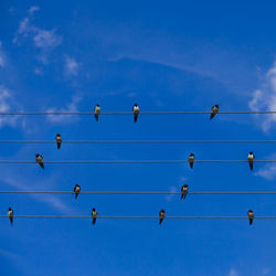 Low angle view of birds perching on cable