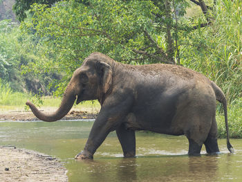 Side view of elephant in river