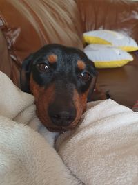 Close-up portrait of dog resting on bed at home