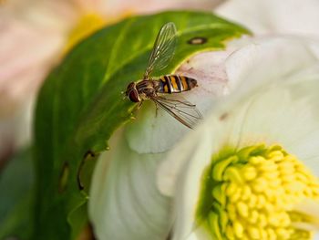 Close-up of insect on flower