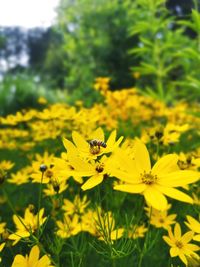 Close-up of bee pollinating on yellow flower