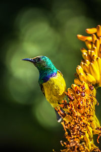 Hummingbird perching on yellow flowers blooming outdoors