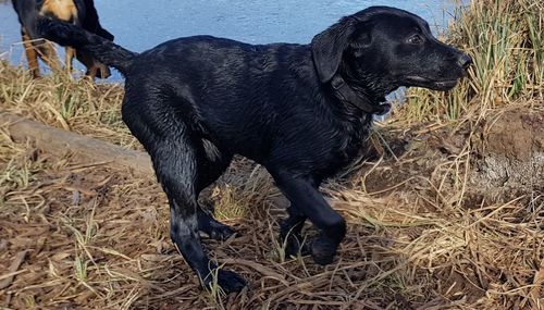 Close-up of black dog