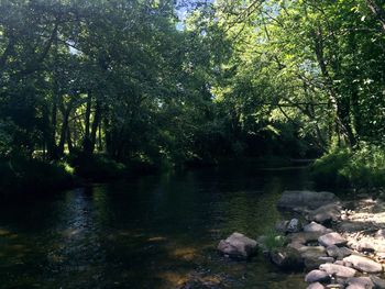 Scenic view of river in forest