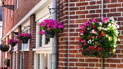 Potted plants against brick wall and building