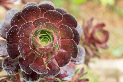 Close-up of wet succulent plant