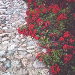 Close-up of red flowers