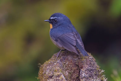 Close-up of bird perching on tree