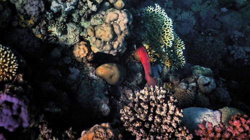 Sea world of sharm el-sheikh