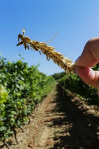 Close-up of hand feeding on plant against clear sky