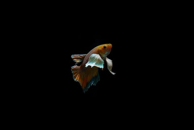 Close-up of bird flying over black background