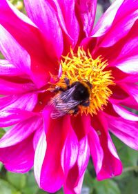 Close-up of bee on pink flower