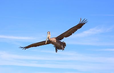 Low angle view of pelican flying against sky