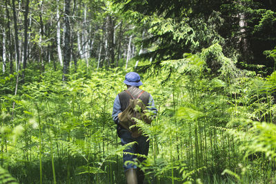 Rear view of man hiking amidst trees in forest