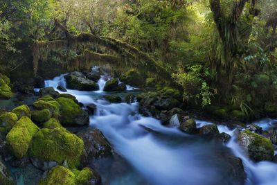 Scenic view of waterfall in forest