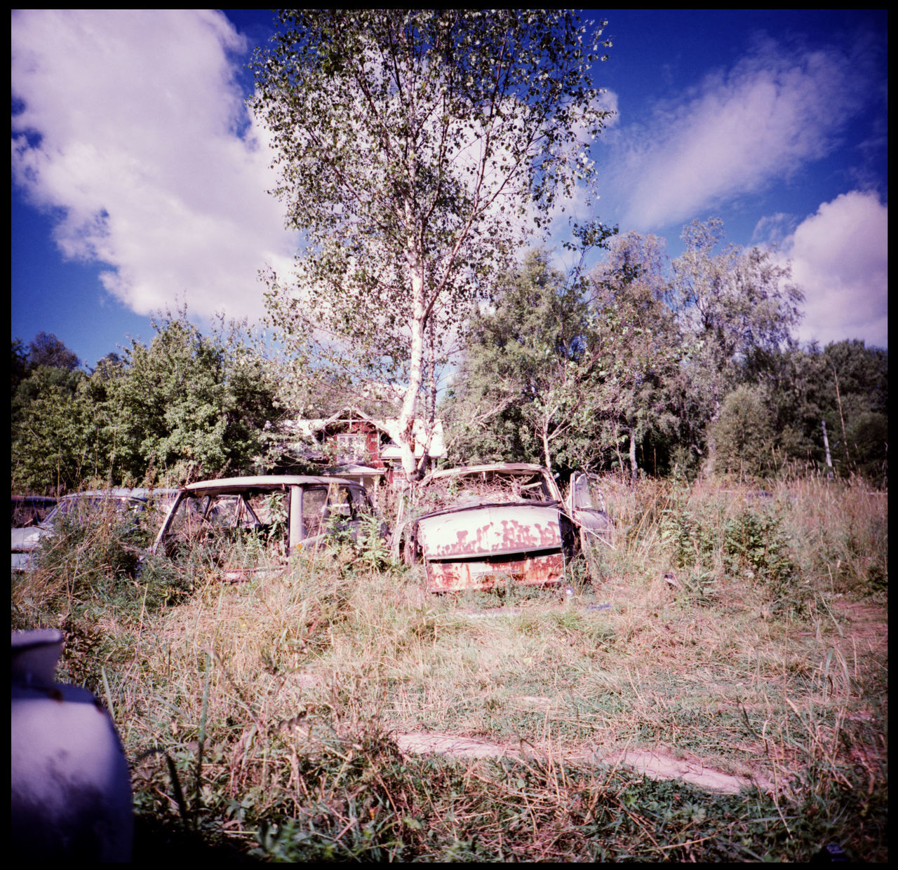 The beauty of decay in the abandonded car cemetery of Båstnäs Abandonded American Cars Apocalypse Art Båstnäs Båstnäs Car Cemetery Båstnäs Töcksfors Car Cemetery Forrest Lomography Metal And Rust Metal In The Forrest No People Powerful Nature Rust And Cars Scandinavia Sweden Sweden Forrest Sweden Nature Travel Trees In Cars Trip Vintage Car Vintage Cars Xpro