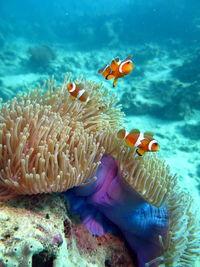 Fish swimming in sea