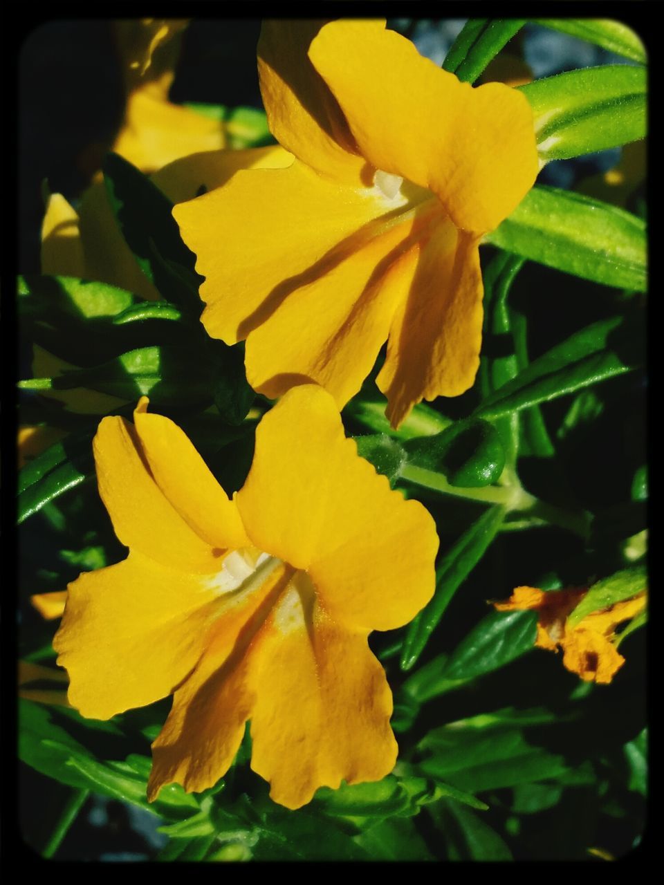 flower, transfer print, petal, freshness, flower head, fragility, yellow, growth, auto post production filter, beauty in nature, close-up, blooming, nature, plant, pollen, single flower, focus on foreground, in bloom, leaf, blossom