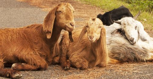 Close-up of cow on field