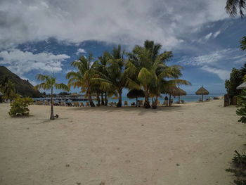 Palm trees on beach against sky