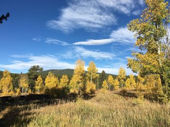 Trees on field against sky